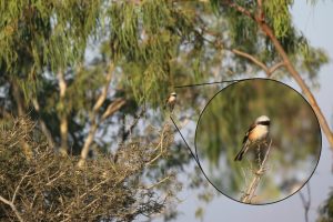 Bay Backed Shrike