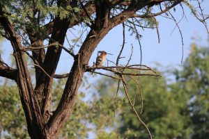 Hoopoe On The Tree 1