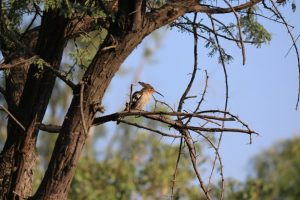 Hoopoe On The Tree 2