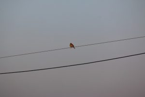 Tawny Pipit on electric wire