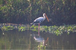 Dr. Salim Ali Bird Sanctury