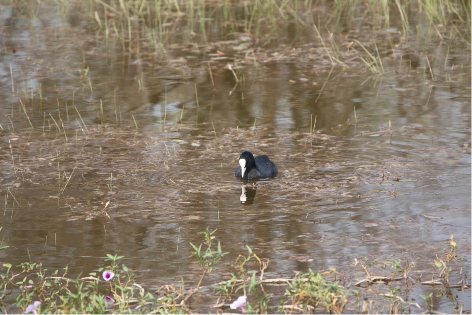 Common Coot ARAI Hill Birding