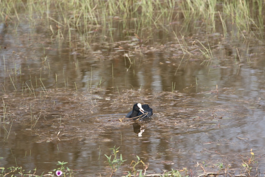 Common Coot ARAI Hill Birding