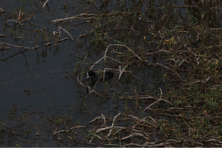 Common Koot at ARAI Hill Bird Watching