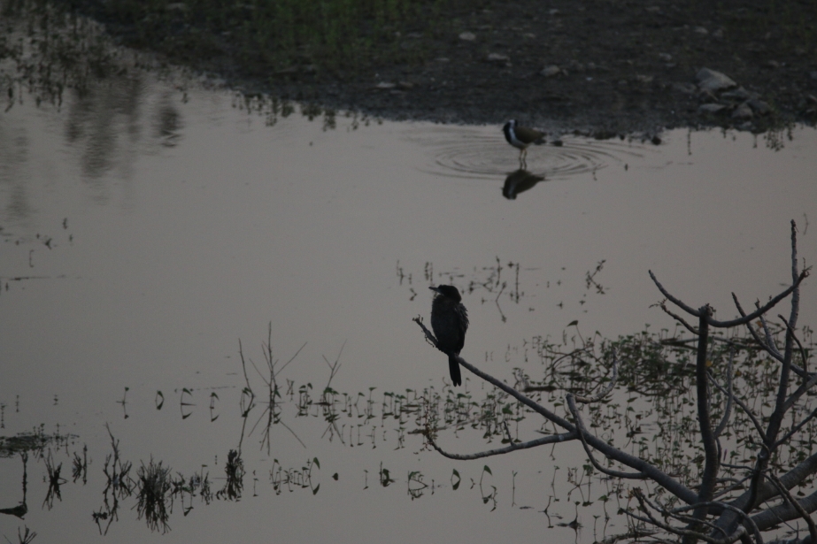 Birds at ARAI Hill