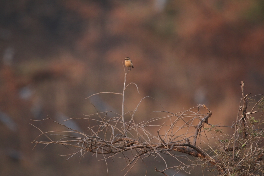 Stonechat Bird Photography at ARAI Hill