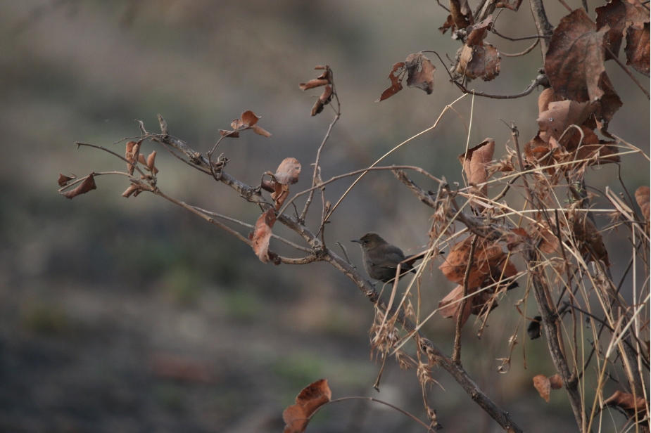 Bird Watching at ARAI Hill