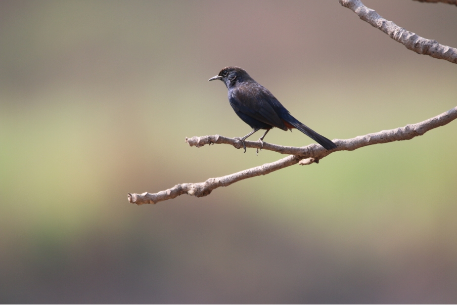 Indian Robin Male at ARAI Hill Bird Watching