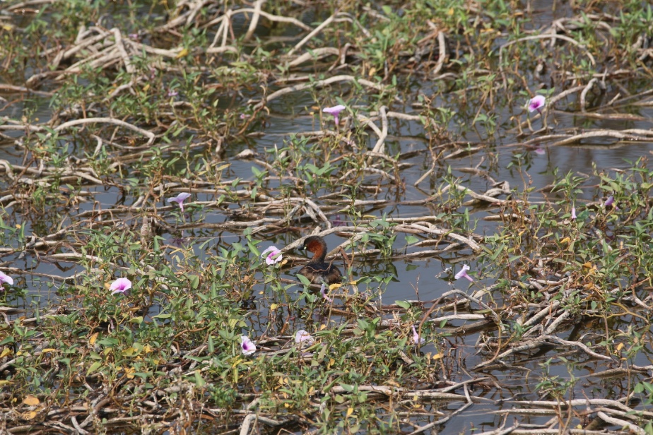 Little Grebe at ARAI Hill Birding