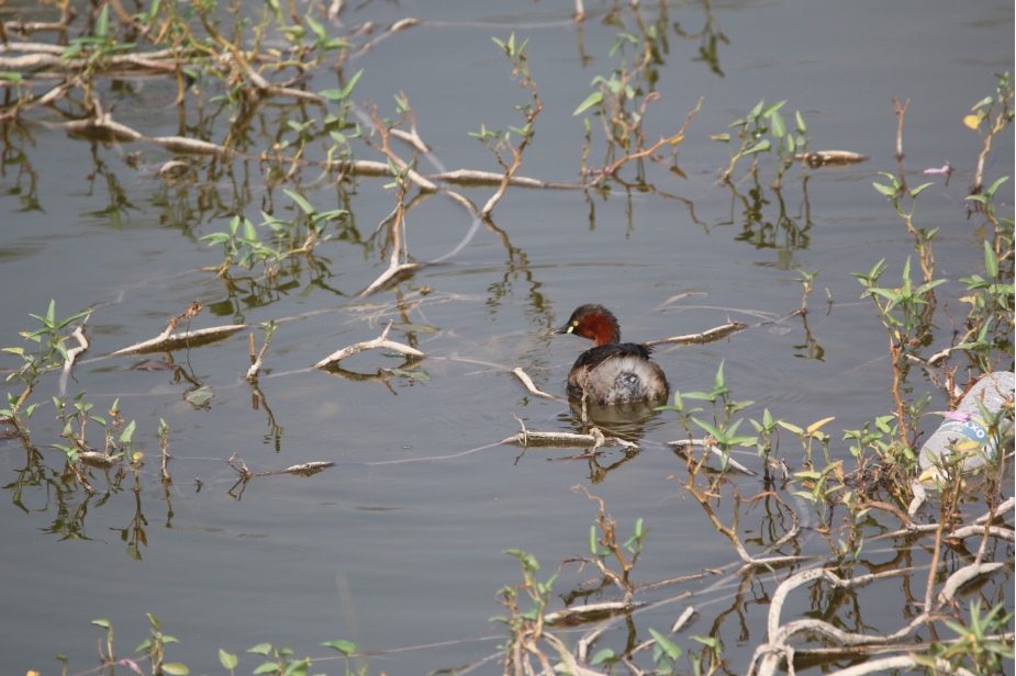 Little Grebe at ARAI Hill Birding