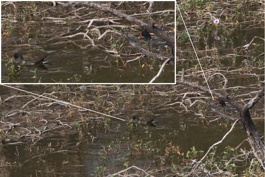 Moorhen at ARAI Hill Bird Watching