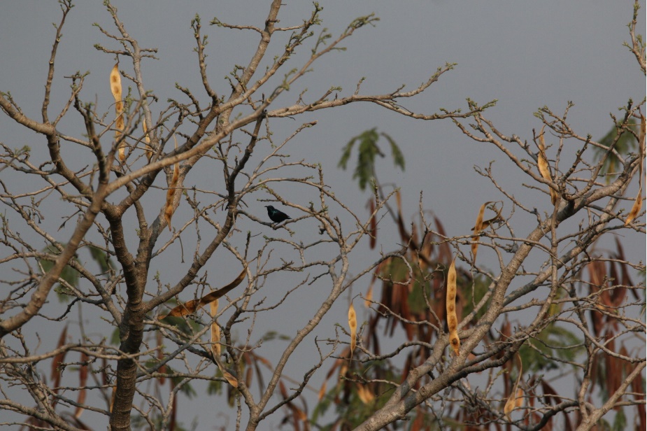 ARAI Hill Bird Photography