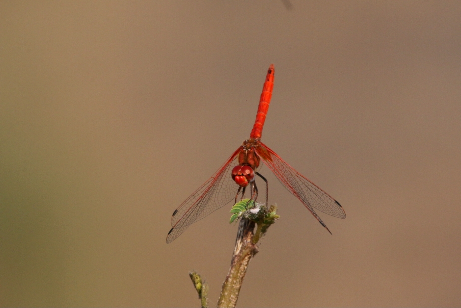 Insects at ARAI Hill