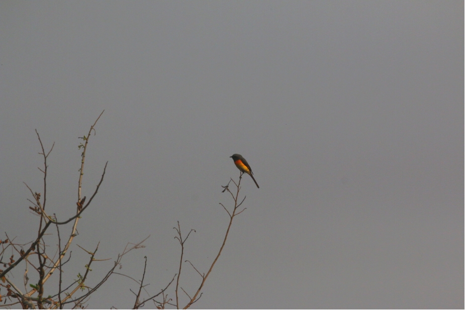 ARAI Hill Bird Photography