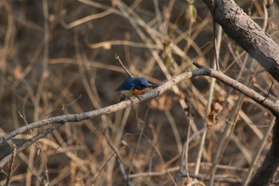 Tickell's Blue Flycatcher at ARAI Hill Bird Watching