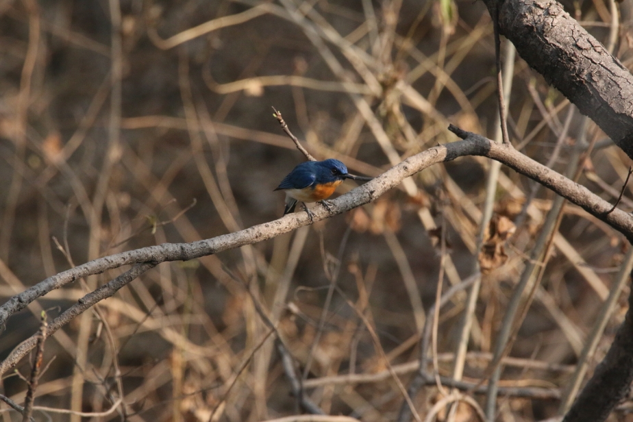 Tickell's Blue Flycatcher at ARAI Hill Bird Watching