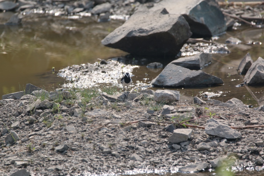 White Browed Wagtail at ARAI Hill Birding